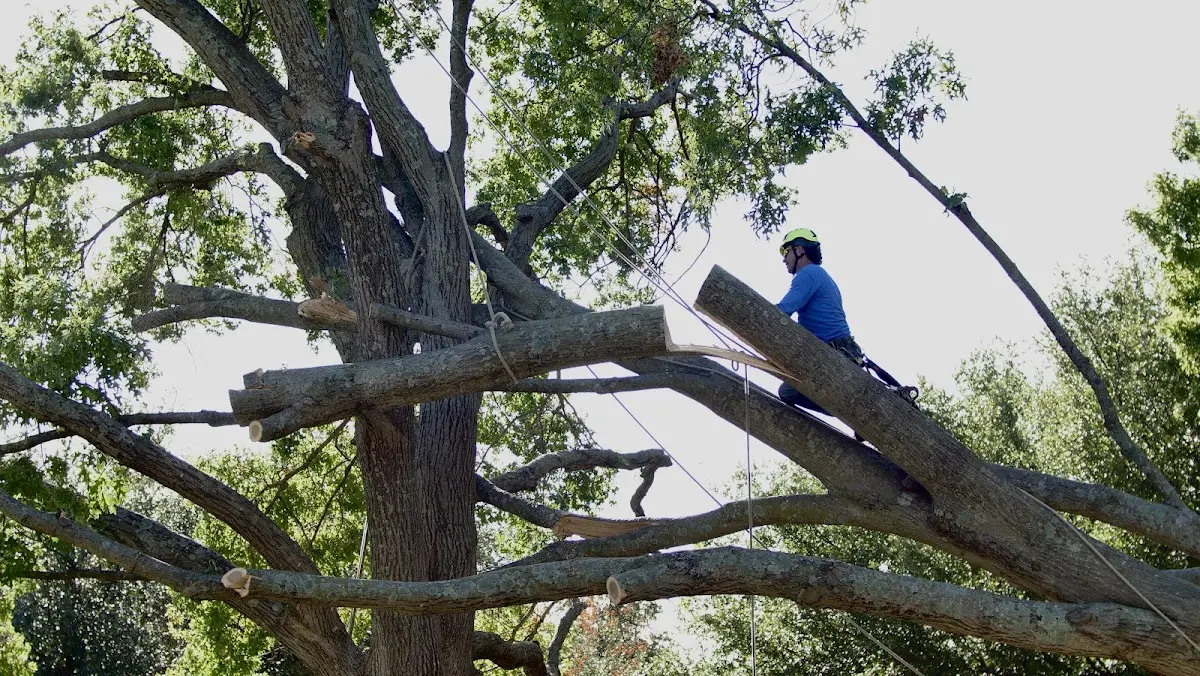 Professional Crown Thinning performed by certified arborists in Algona